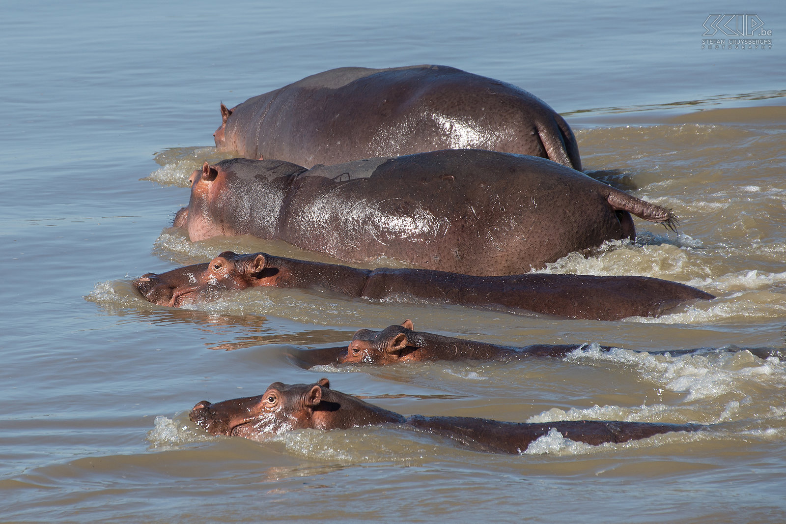 South Luangwa - Nijlpaarden  Stefan Cruysberghs